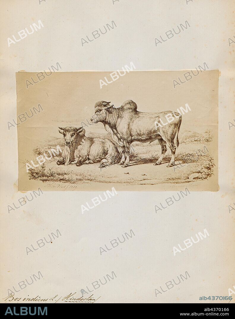 Bos indicus, Print, A zebu, sometimes known as indicine cattle or humped cattle, is a species or subspecies of domestic cattle originating in South Asia. Zebu are characterised by a fatty hump on their shoulders, a large dewlap, and sometimes drooping ears. They are well adapted to withstanding high temperatures, and are farmed throughout the tropical countries, both as pure zebu and as hybrids with taurine cattle, the other main type of domestic cattle. Zebu are used as draught and riding animals, dairy cattle, and beef cattle, as well as for byproducts such as hides and dung for fuel and manure. Zebu, namely miniature zebu, are kept as companion animals. In 1999, researchers at Texas A&M University successfully cloned a zebu., 1700-1880.