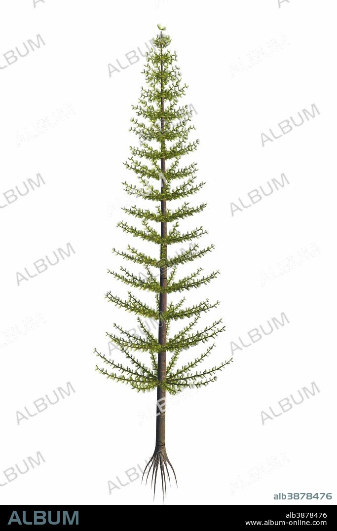 Calamites plant from the Carboniferous period. Calamites began in the Devonian and became trees during the Carboniferous Period and exist today as horsetail plants.