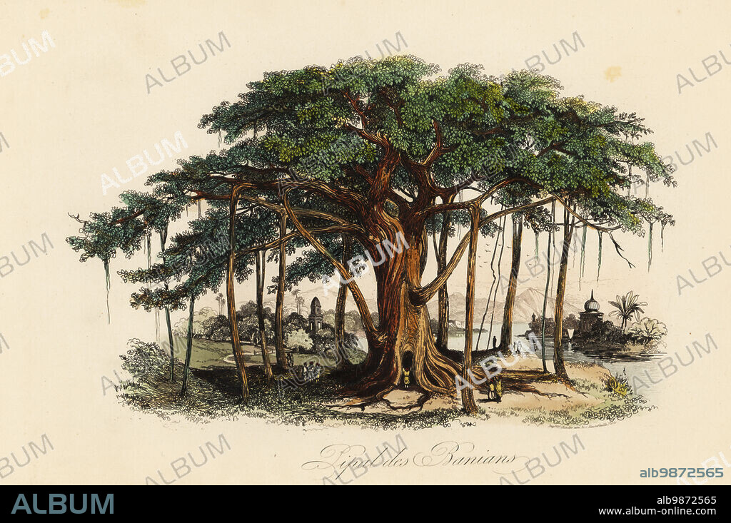 Sacred fig tree Ficus religiosa also known as the bodhi tree