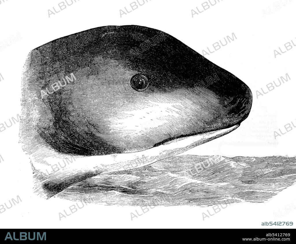 On August  6, 1848, Captain Peter McQuhae of the HMS Daedalus (Royal Navy) and several of his officers and crew saw a sea serpent which was subsequently reported (and debated) in The Times. The vessel sighted what they named as an enormous serpent between the Cape of Good Hope and St Helena. The serpent was witnessed to have been swimming with four feet of its head above the water and they believed that there was another sixty feet of the creature in the sea. Today, evolutionary biologist Gary Galbreath contends that what the crew of the Daedalus saw was a baleen whale.