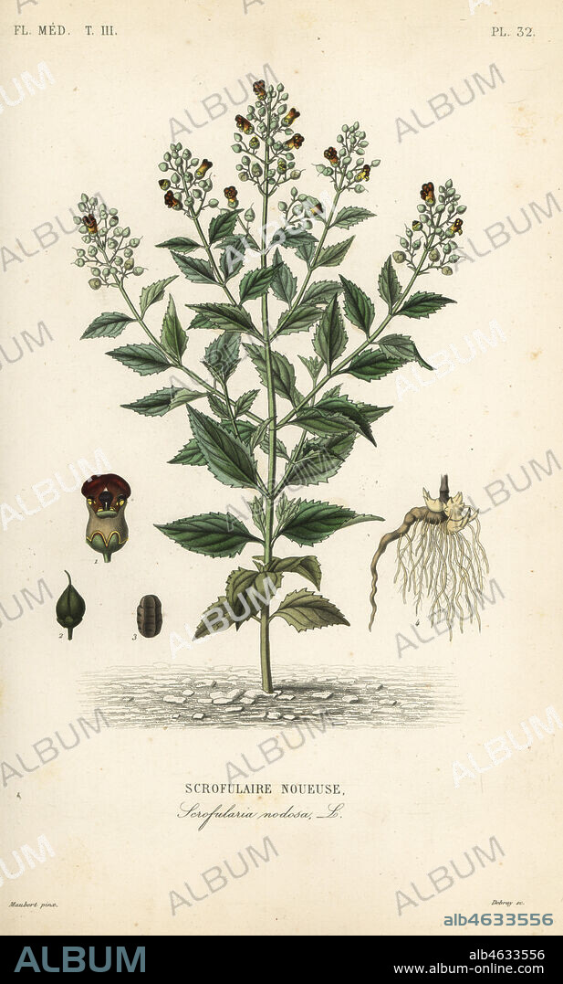 Woodland figwort, Scrophularia nodosa, Scrofulaire noueuse. Handcoloured steel engraving by Debray after a botanical illustration by Edouard Maubert from Pierre Oscar Reveil, A. Dupuis, Fr. Gerard and Francois Herincqs La Regne Vegetal: Flore Medicale, L. Guerin, Paris, 1864-1871.