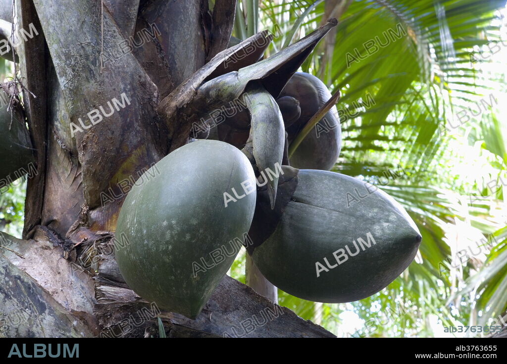 Giant fruit of coco de mer palm (Lodoicea maldivica) in the Vallee de Mai Nature Reserve, UNESCO World Heritage Site, Baie Sainte Anne district, Island of Praslin, Seychelles, Africa.