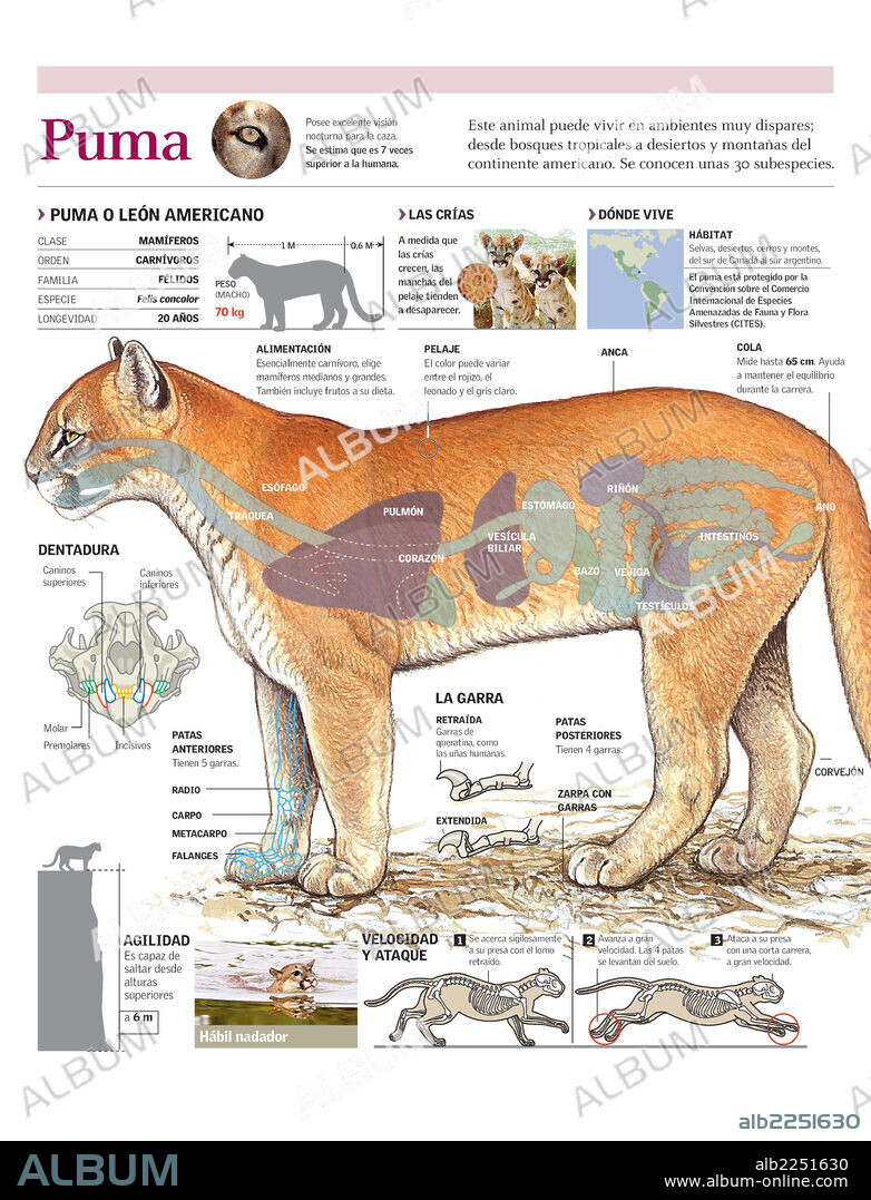 Puma. Infographics of the distribution, anatomy and locomotion of the puma.