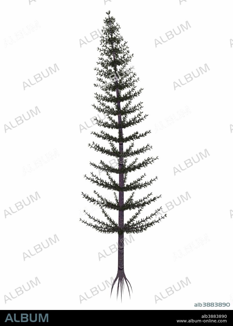 Calamites prehistoric tree from the Carboniferous and Permian periods, isolated on white background.