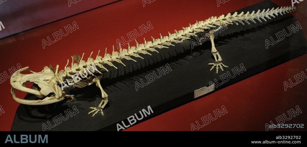 Japanese giant salamander (Andrias japonicus). Amphibian. Skeleton. Maritime and Science Museum. Malmo. Sweden.