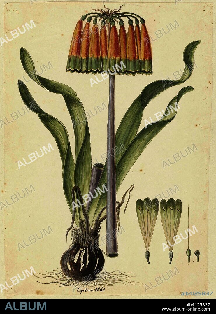 Cyranthus obliquus (L.f.) Aiton (Knysna lily). Draughtsman: Robert Jacob Gordon. Dating: Oct-1777 - Mar-1786. Measurements: h 660 mm × w 480 mm; h 473 mm × w 332 mm.