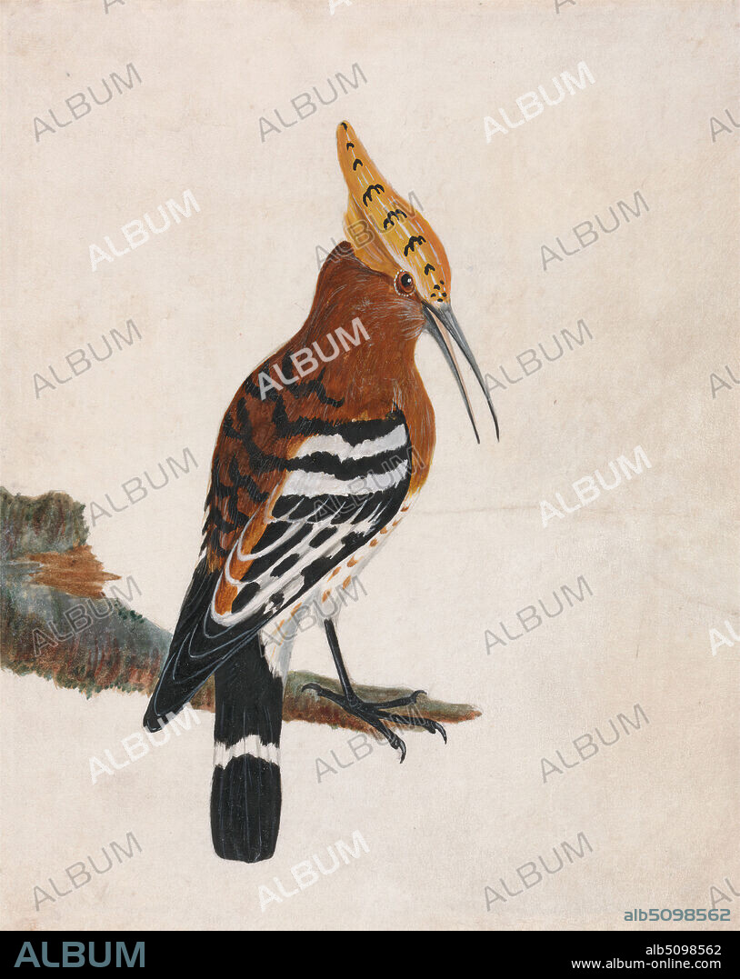 Hoopoe: Common Hoopoe, William Lewin, 17471795, British, before 1790, Watercolor and gouache over graphite on medium, smooth white vellum, Sheet: 8 1/4 × 6 5/8 inches (21 × 16.8 cm), animal art, beak, bird, perch.