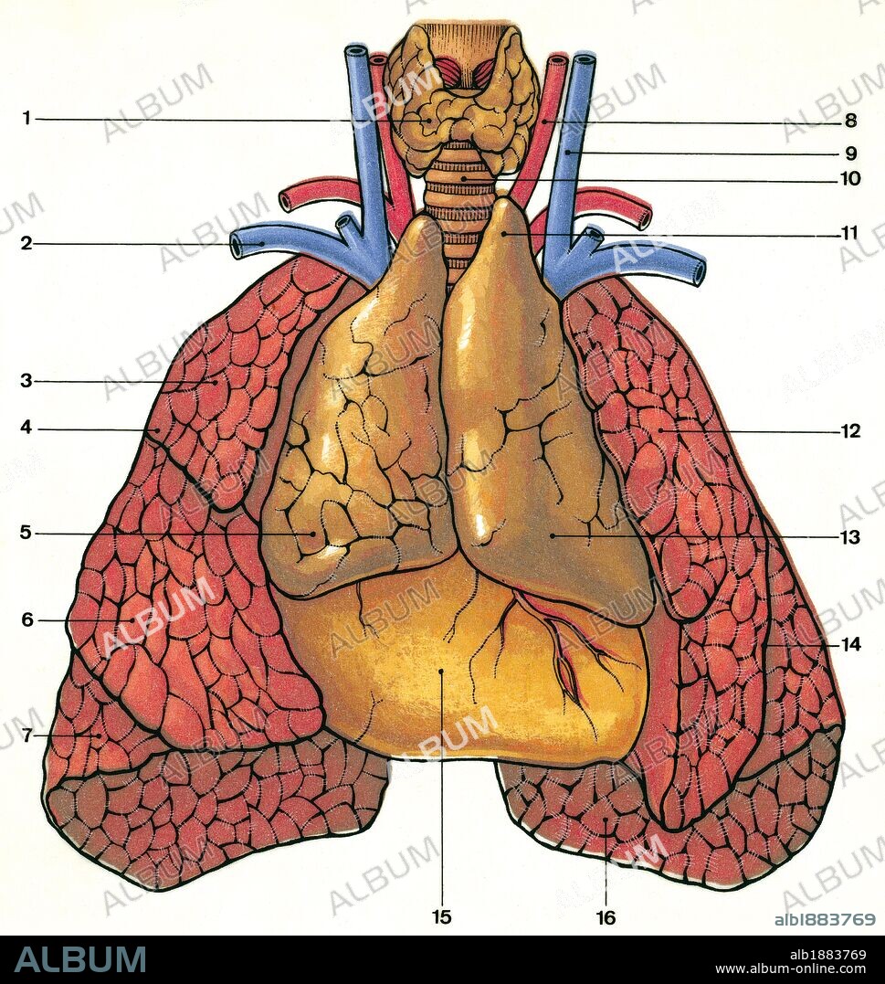 Glands. Anatomic location of the thymus in a newborn. 1. Thyroid 2. Subclavian vein 3. Lung right 4. Upper lobe 5. Right lobe of the thymus 6. Middle lobe 7. Inferior lobe 8. Carotid artery 9. Internal jugular vein 10. Trachea 11. Horn left thymus 12. Left lung 13. Left lobe of the thymus 14. Interlobular fissure 15. Pericardium coated heart 16. Diaphragmatic surface of the left lung. Drawing. Color.