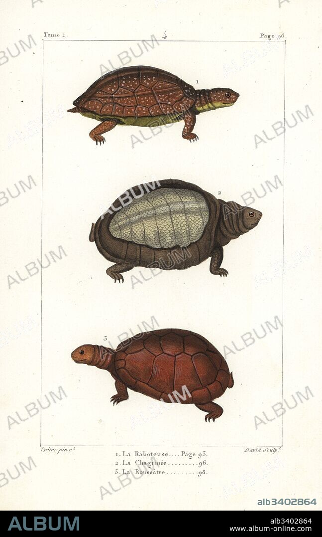 Spot legged turtle, Rhinoclemmys punctularia 1, Indian flapshell turtle, Lyssemys punctata 2, and North African helmeted turtle, Pelomedusa subrufa olivacea. Handcoloured copperplate engraving by David after an illustration by Jean-Gabriel Pretre from Bernard Germain de Lacepede's Natural History of Oviparous Quadrupeds, Snakes, Fish and Cetaceans, Eymery, Paris, 1825.