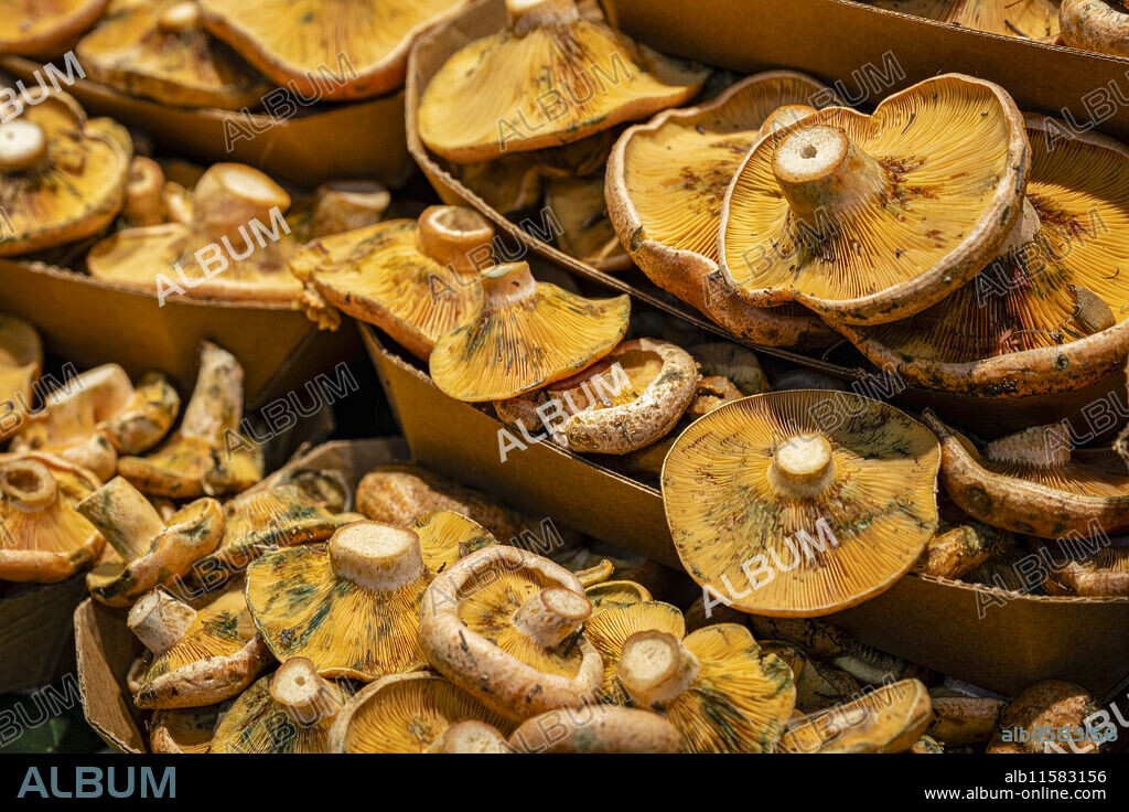 esclatasangs, Mallorcan mushrooms, Mercat de l Olivar, Palma, Mallorca, Balearic Islands, Spain.
