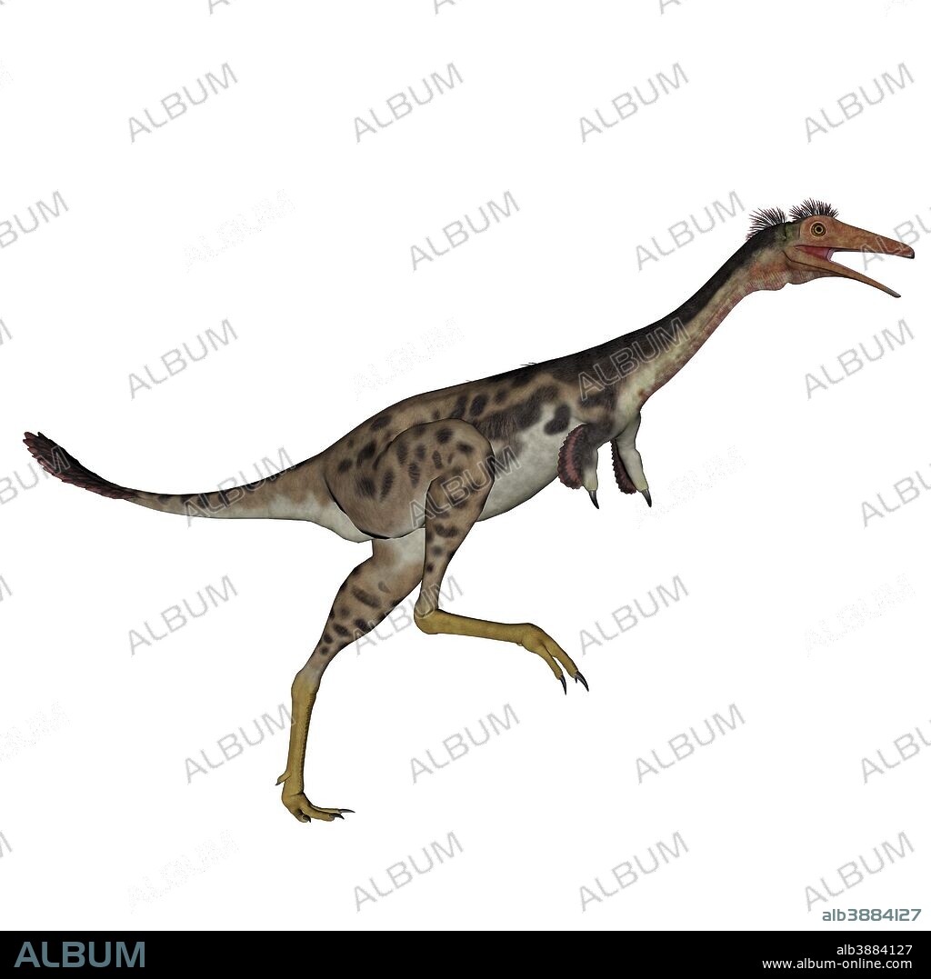 Mononykus dinosaur, white background.