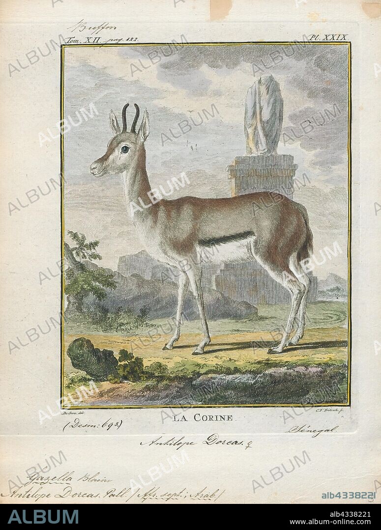 Antilope dorcas, Print, Blackbuck, The blackbuck (Antilope cervicapra), also known as the Indian antelope, is an antelope found in India, Nepal, and Pakistan. The blackbuck is the sole extant member of the genus Antilope. The species was described and given its binomial name by Swedish zoologist Carl Linnaeus in 1758. Two subspecies are recognized. It stands up to 74 to 84 cm (29 to 33 in) high at the shoulder. Males weigh 20–57 kg (44–126 lb), an average of 38 kilograms (84 lb). Females are lighter, weighing 20–33 kg (44–73 lb) or 27 kg (60 lb) on average. The long, ringed horns, 35–75 cm (14–30 in) long, are generally present only on males, though females may develop horns, as well. The white fur on the chin and around the eyes is in sharp contrast with the black stripes on the face. The coats of males show two-tone colouration; while the upper parts and outsides of the legs are dark brown to black, the underparts and the insides of the legs are all white. However, females and juveniles are yellowish fawn to tan., 1700-1880.