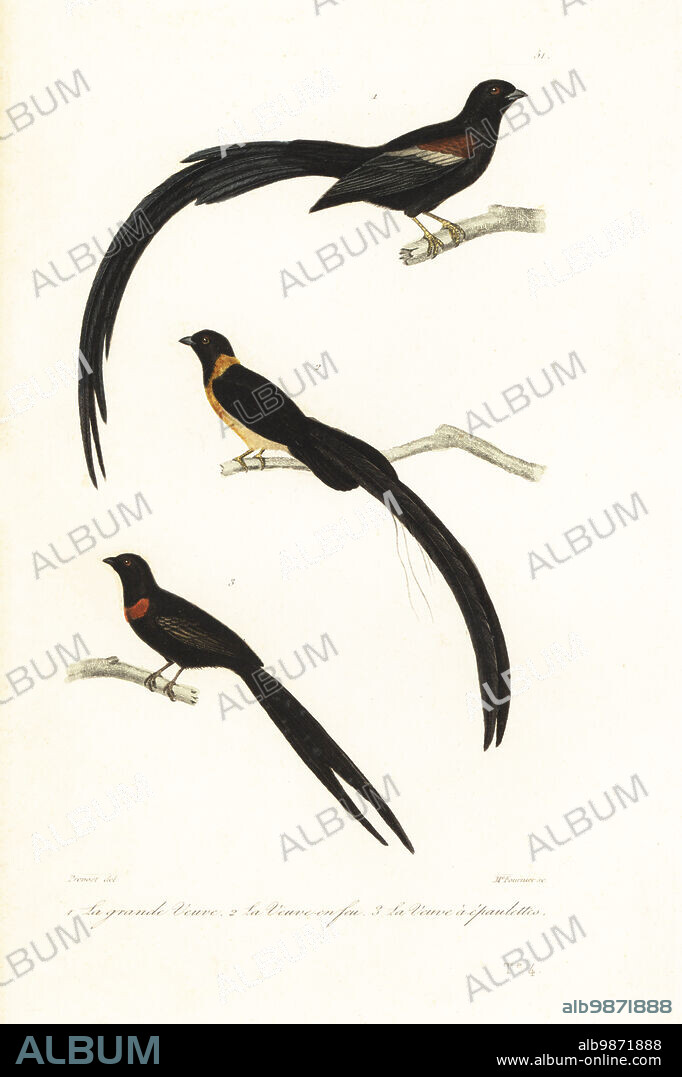Pin-tailed whydah, Vidua macroura 1, Sahel paradise whydah, Vidua orientalis 2 and red-collared widowbird, Euplectes ardens 3. La grande veuve, Emberiza vidua, la veuve en feu, Fringilla panayensis, la veuve a epaulettes, Fringilla longicauda. Handcoloured steel engraving by Madame Fournier after an illustration by Florent Prevost from Achille Richard's Oeuvres Completes de Buffon, Pourrat Freres, Paris, 1839.