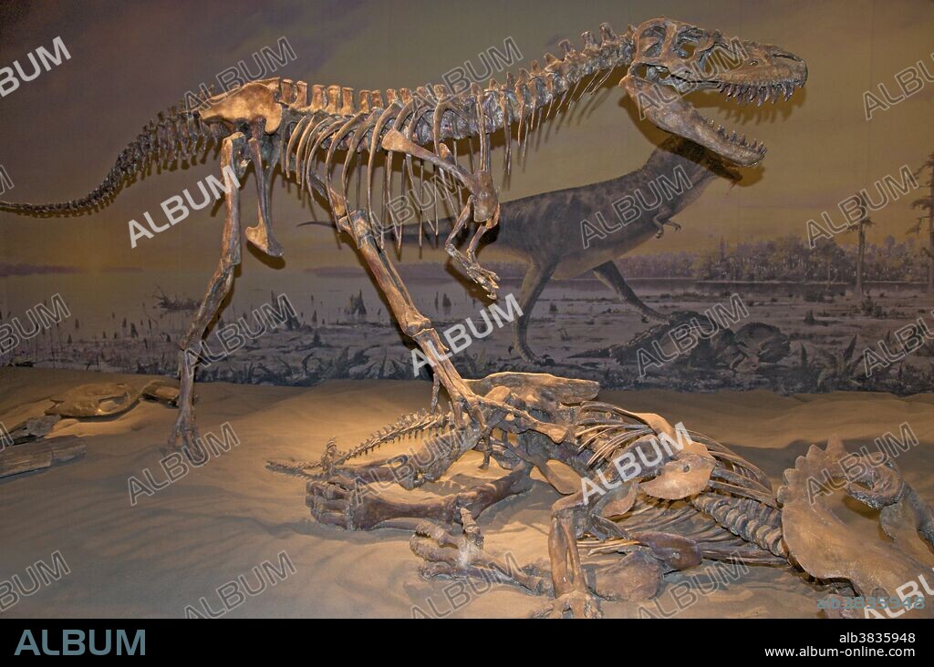 Skeleton of Albertosaurus libratus. Albertosaurus lived in western North America during the Late Cretaceous Period, more than 70 million years ago. The type species was restricted in range to the modern-day Canadian province of Alberta, after which the genus is named. As a tyrannosaurid, Albertosaurus was a bipedal predator with two-fingered hands and a massive head with dozens of large, sharp teeth. Although relatively large for a theropod, Albertosaurus was much smaller than its more famous relative Tyrannosaurus, probably weighing less than 2 metric tons. Fossils of more than thirty individuals have been recovered, providing scientists with a more detailed knowledge of Albertosaurus anatomy than is available for most other tyrannosaurids. The discovery of 22 individuals at one site provides evidence of pack behavior. Royal Tyrrell Museum, Drumheller, Alberta, Canada.