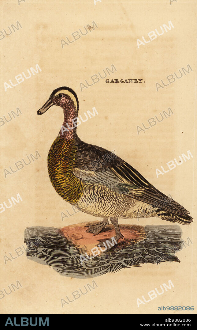 Garganey, Spatula querquedula, small dabbling duck. Handcoloured woodblock engraving after an illustration by Edward Donovan from The Natural History of Birds, published by Brightly and Childs, Bungay, Suffolk, 1815. Charles Brightly established a printing and stereotype foundry in Bungay in 1795 and went into partnership with nonconformist radical printer John Firby Childs in 1808. .