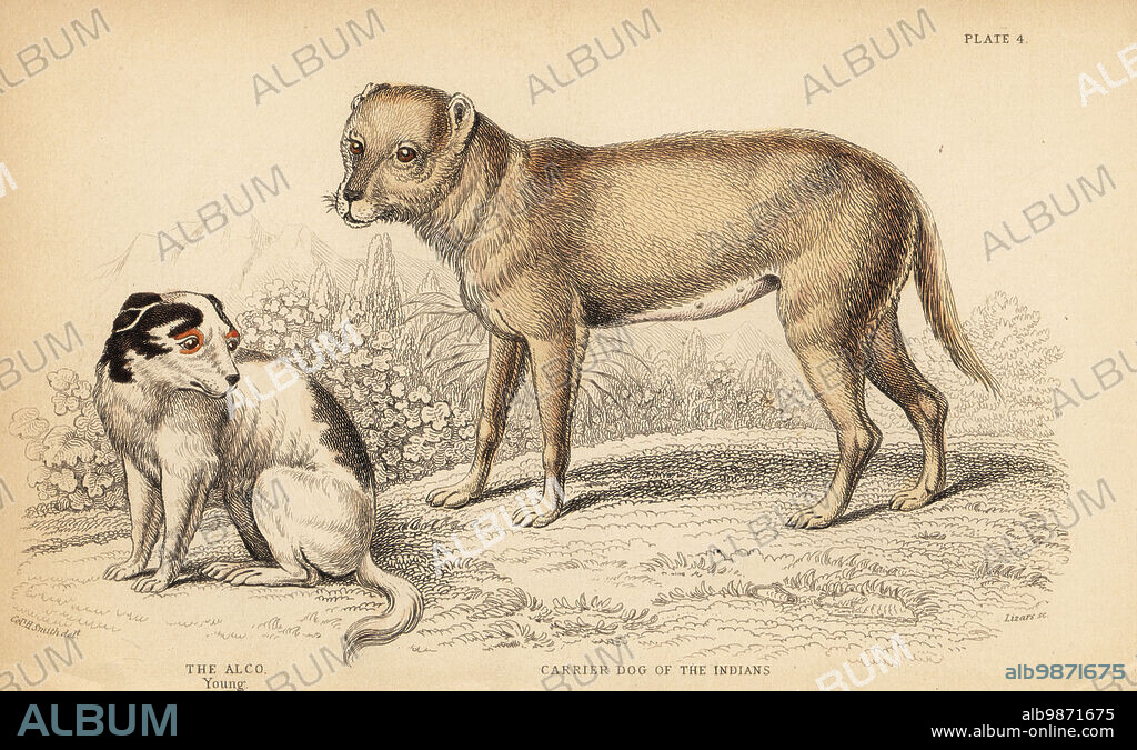 Carrier dog of the Indians or the Techichi of Mexico, ancestor of the chihuahua, Canis lupus familiaris, and a young Alco dog, Yzi-cuinte potzotli in Mexico, Canis lupus familiaris (Canis alco). Handcoloured steel engraving by William Lizars from a drawing by Colonel Charles Hamilton Smith from his volume on Dogs from Sir William Jardine's Naturalist's Library: Mammalia, W. H. Lizars, Edinburgh, 1840.