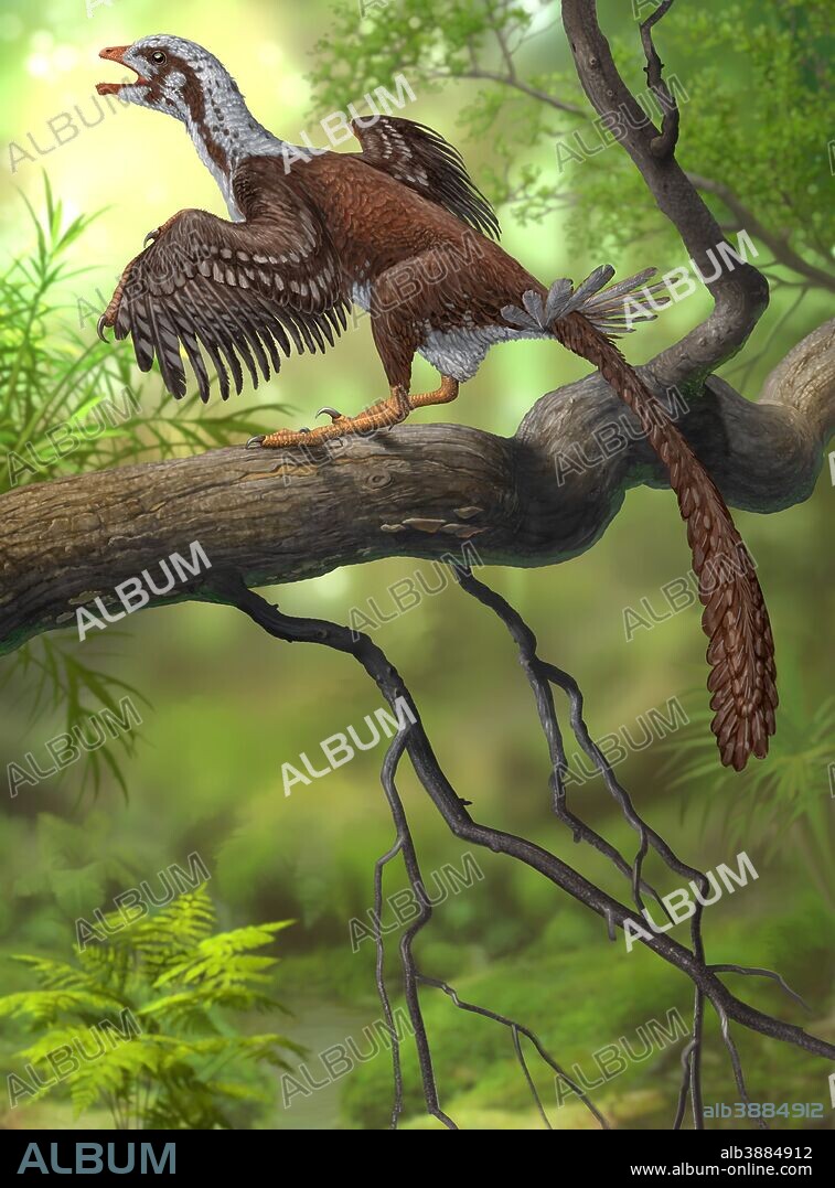 Jeholornis prima perched on a tree branch during the Early Cretaceous Period of China.