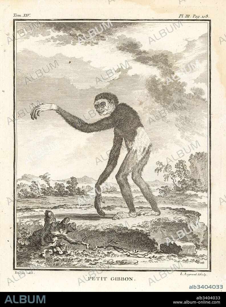 Lar gibbon or white-handed gibbon, Hylobates lar. Endangered. Petit gibbon. Copperplate engraving by L. Legrand after an illustration by Jacques de Seve from Georges-Louis Leclerc, Comte de Buffon's Histoire Naturelle, Imprimerie Royale, Paris, 1766.