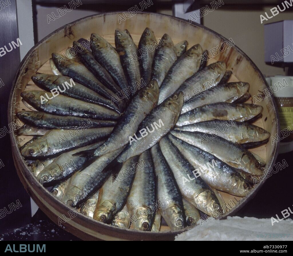 CAJA DE ARENQUES - ENCURTIDO DE SARDINAS EN SAL EN BARRICA DE MADERA.