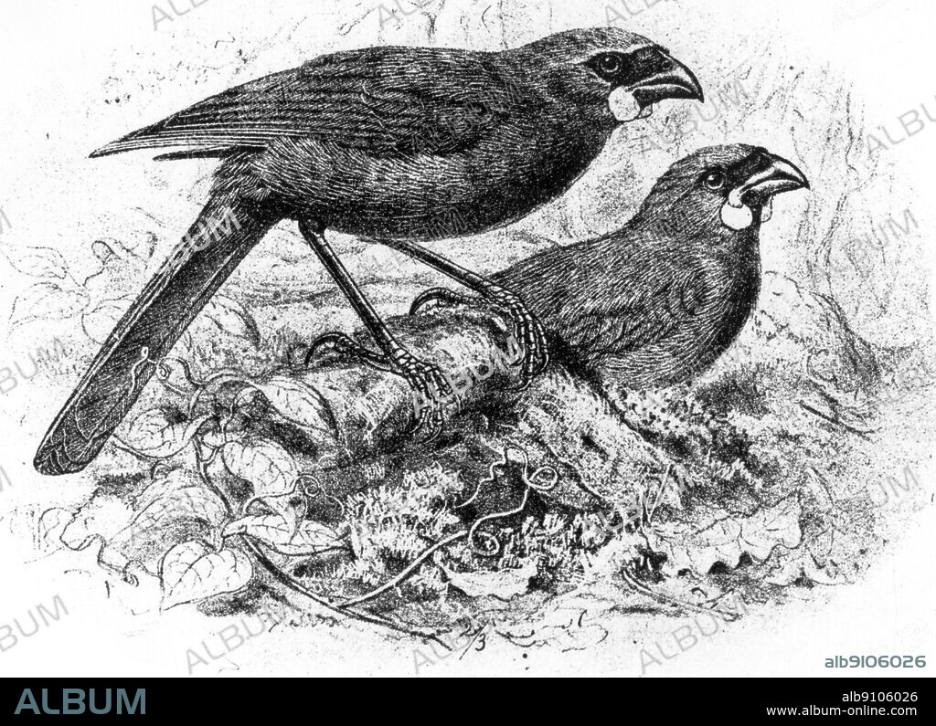 Kokakos (Callaeas cinerea), close relatives of Saddlebacks, may now survive only on New Zealand's North Island in small and probably dwindling numbers. Engraving after a drawing by J.G. Keulemans from W.I. Buller's History of the Birds of New Zealand (Wellington, 1882).