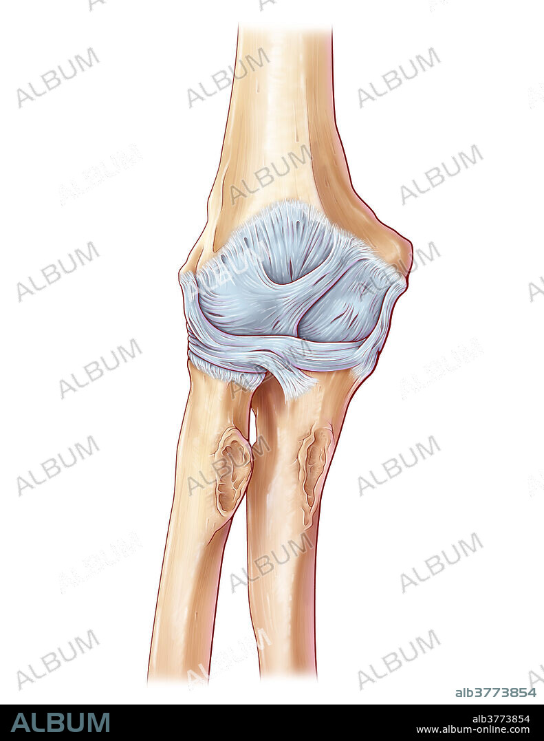 An illustration of the joint capsule of the right elbow from an anterior view, showcasing the ligaments of the elbow joint.
