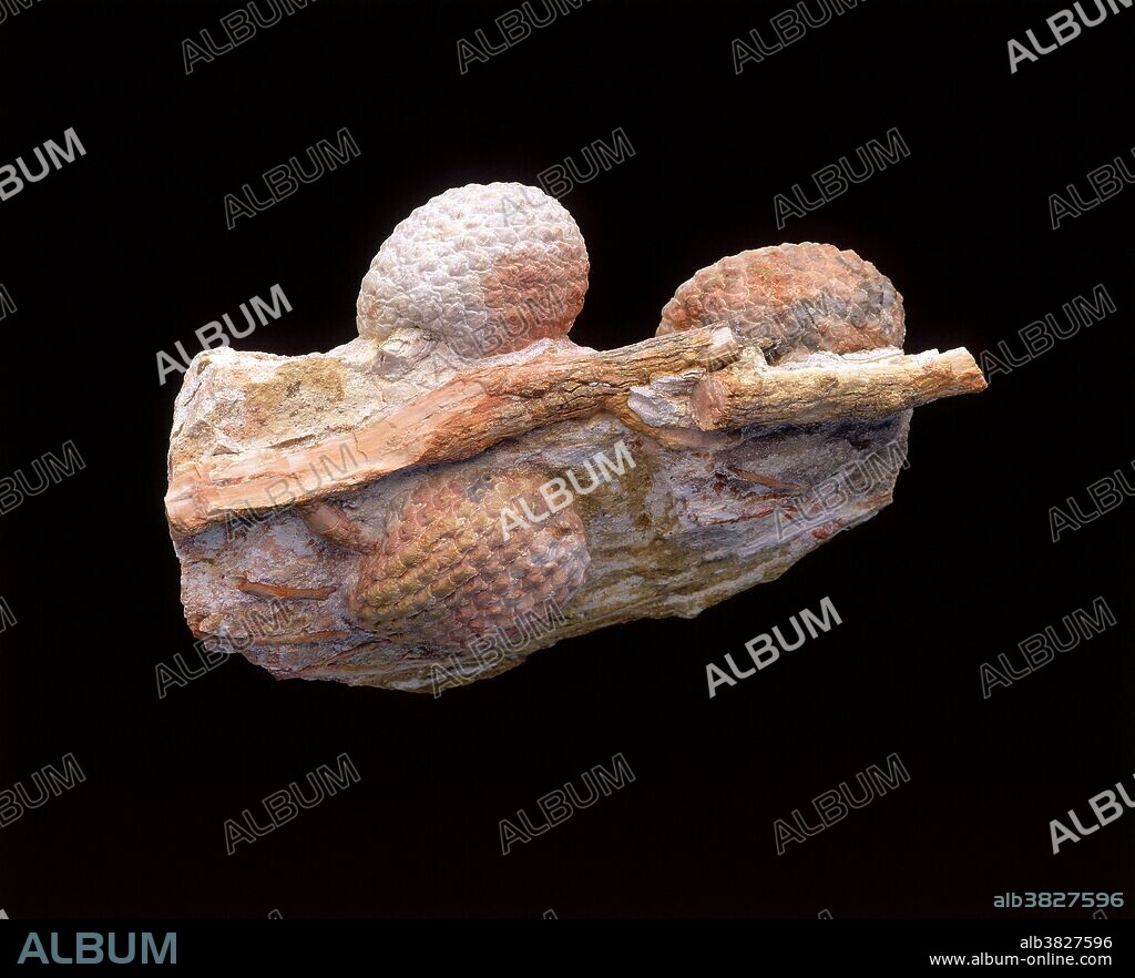 Fossil Araucaria cone, Araucaria mirabilis. Mid-Jurassic. Province Santa Cruz, Argentina. H. bloc: 21 cm.