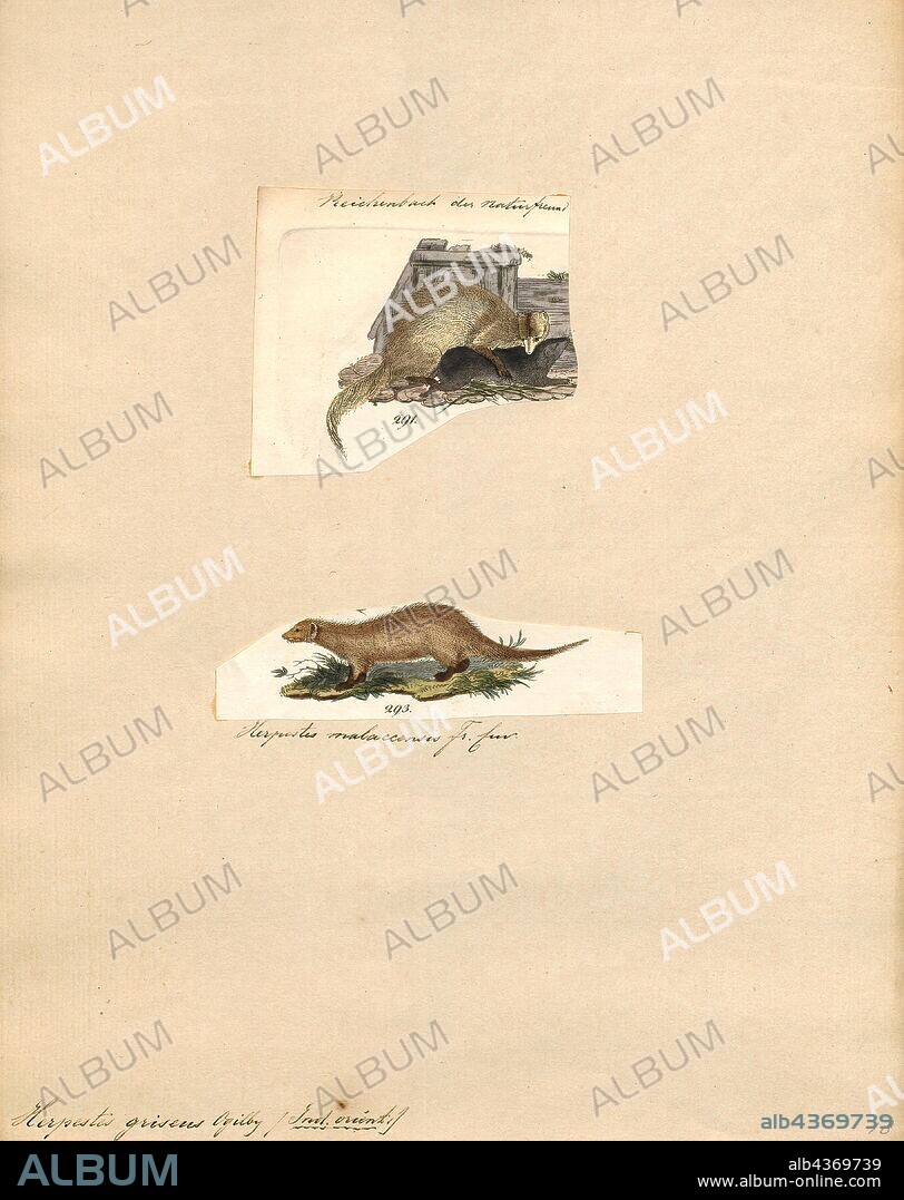 Herpestes griseus, Print, Herpestes is a genus of the mongoose family (Herpestidae). It is the type genus of the family. It contains the following ten species, with a number of subspecies, 1700-1880.