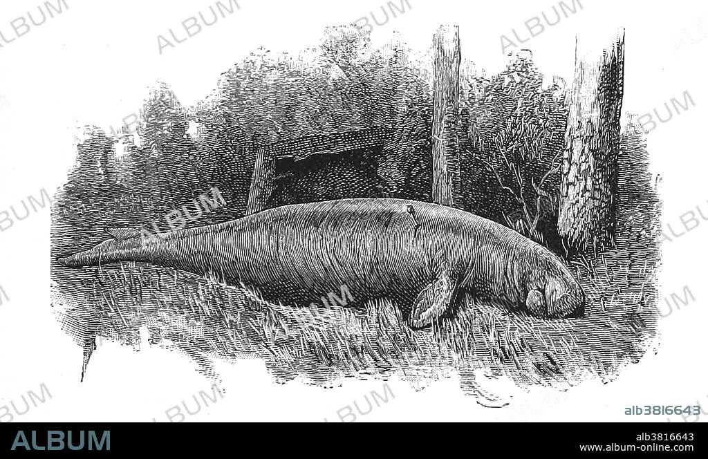 Dugong. The dugong is one of four living species of the order Sirenia, which also includes three species of manatees. It is the only living representative of the once-diverse family Dugongidae; its closest modern relative, Steller's sea cow (Hydrodamalis gigas), was hunted to extinction in the 18th century. The dugong is the only strictly marine herbivorous mammal, as all species of manatee use fresh water to some degree. It has been designated a vulnerable species. Illustration by Carl Lumholtz, 1889.