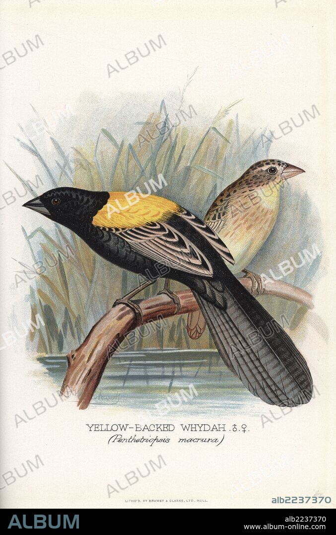 Yellow-mantled widowbird, Euplectes macroura. (Yellow-backed whydah, Penthetriopsis macrura). Chromolithograph by Brumby and Clarke after a painting by Frederick William Frohawk from Arthur Gardiner Butler's "Foreign Finches in Captivity," London, 1899.