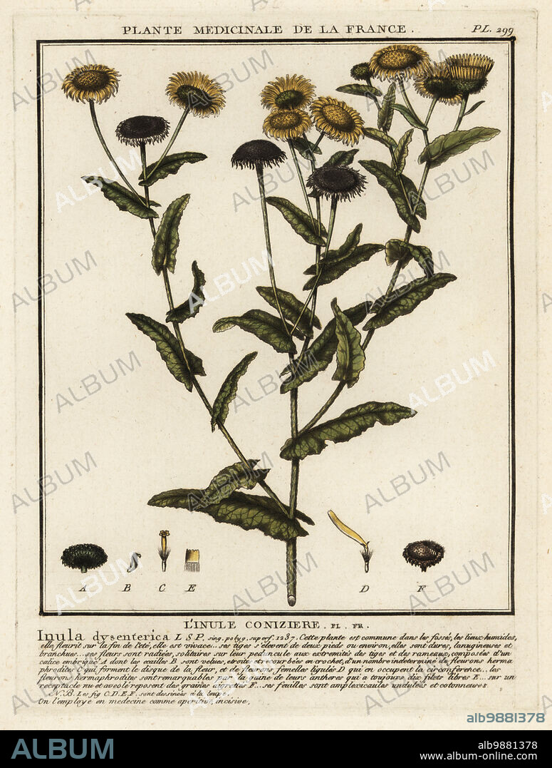 Common fleabane or meadow false fleabane, Pulicaria dysenterica. Linule coniziere, Inula dysenterica. Copperplate engraving printed in three colours by Pierre Bulliard from his Herbier de la France, ou collection complete des plantes indigenes de ce royaume, Didot jeune, Debure et Belin, 1780-1793.