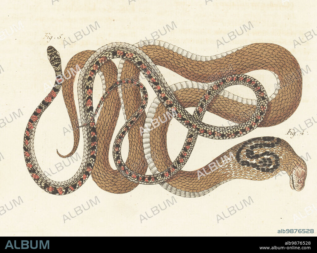 Indian cobra, Naja naja 4, and unknown species called Kalla-Dschin in India 5. Vipere a Lunettes, Coluber naja, Vipere bigarree, Coluber variegatus. Handcoloured copperplate engraving from Carl Bertuch's Bilderbuch fur Kinder (Picture Book for Children), Weimar, 1813. A 12-volume encyclopedia for children illustrated with almost 1,200 engraved plates on natural history, science, costume, mythology, etc., published from 1790-1830.