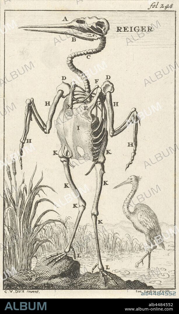 Heron skeleton Heron (title on object), Print on the upper right marked: fol: 248, shore-birds and wading-birds: heron, animals (skeleton of an animal), Jan Luyken (mentioned on object), Amsterdam, 1680, paper, etching, h 138 mm × w 83 mm.