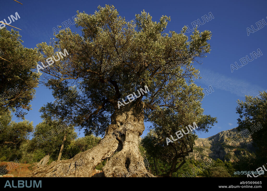 Olivos de Es Cap des Vent. Deia.Mallorca.Illes Balears.España.