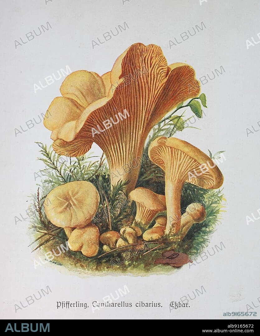 Mushroom, chanterelle (Cantharellus cibarius), chanterelle sponge, historical, digitally restored reproduction of an illustration by Emil Doerstling (1859-1940).