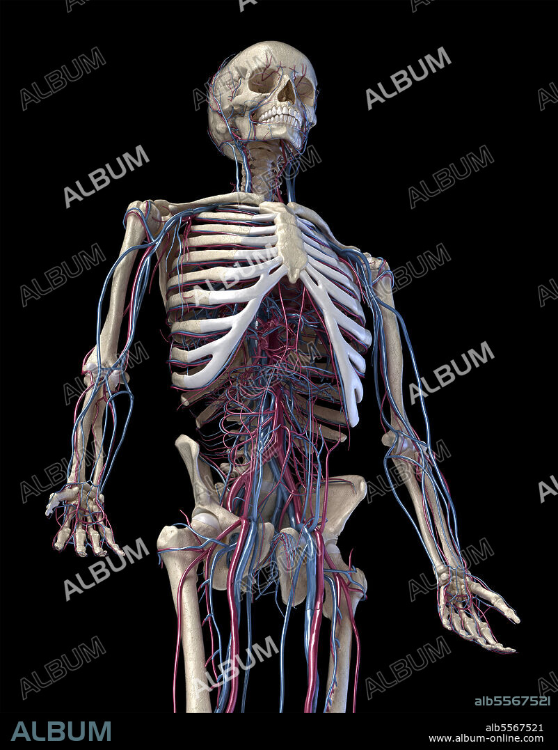 3D illustration of human skeleton with cardiovascular system. Perspective view of three quarter length upper body, front view on black background.