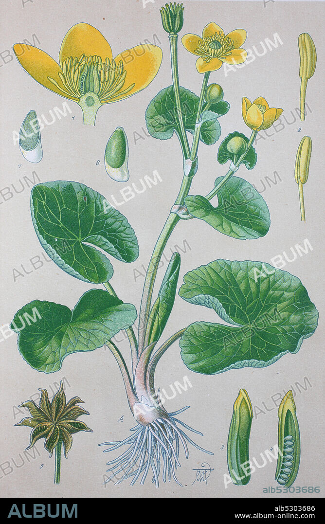 Digital improved high quality reproduction: Caltha palustris, known as marsh-marigold and kingcup, is a small to medium size perennial herbaceous plant of the buttercup family  /  Sumpfdotterblume, auch Sumpf-Dotterblume, ist eine Pflanzenart aus der Gattung Dotterblumen innerhalb der Familie der Hahnenfußgewächse.