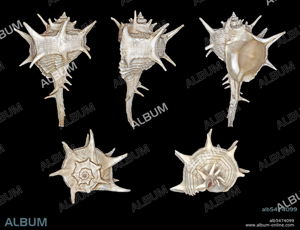 Bolinus brandaris (originally called Murex brandaris by Linnaeus), and commonly known as the purple dye murex or the spiny dye-murex, is a species of medium-sized predatory sea snail, an edible marine gastropod mollusk in the family Muricidae, the murex snails or the rock snails. Tyrian purple (Latin: purpura), also known as royal purple, imperial purple or imperial dye, is a purple-red natural dye, which is a secretion produced by certain species of predatory sea snails in the family Muricidae, a type of rock snail by the name Murex. This dye was probably first used by the ancient Phoenicians. The dye was greatly prized in antiquity because the color did not easily fade, but instead became brighter with weathering and sunlight. Tyrian purple was expensive: the 4th-century-BC historian Theopompus reported, 'Purple for dyes fetched its weight in silver at Colophon' in Asia Minor. The expense meant that purple-dyed textiles became status symbols, and early sumptuary laws restricted their uses. The production of Tyrian purple was tightly controlled in Byzantium and was subsidized by the imperial court, which restricted its use for the colouring of imperial silks, so that a child born to a reigning emperor was styled 'porphyrogenitos' or 'born in the purple'.