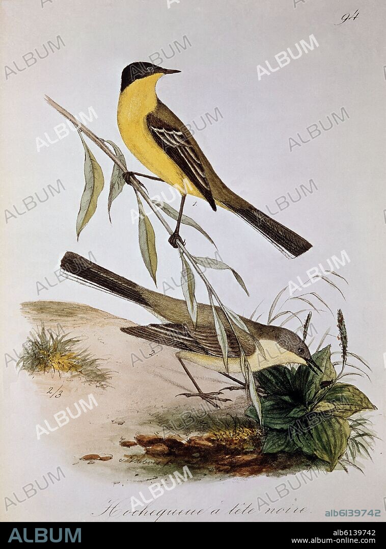 GRABADO-PAJAROS-NEVATILLA DE CABEZA NEGRA.