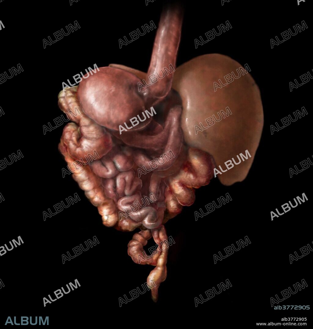 3D visualization of the digestive system in a posterior view. The main duties of the digestive system are to breakdown food mechanically and chemically so the body can absorb nutrients. The digestive system is primarily composed of the alimentary canal, which is simply a long series of tubes starting with the mouth and ending with the rectum and anus. This canal is made up of the oral cavity, esophagus, stomach, small intestines (duodenum, jejunum, & ileum), and the large intestines. The large intestine is subdivided into the cecum, appendix, ascending colon, transverse colon, descending colon, sigmoid colon, rectum, and anal canal.