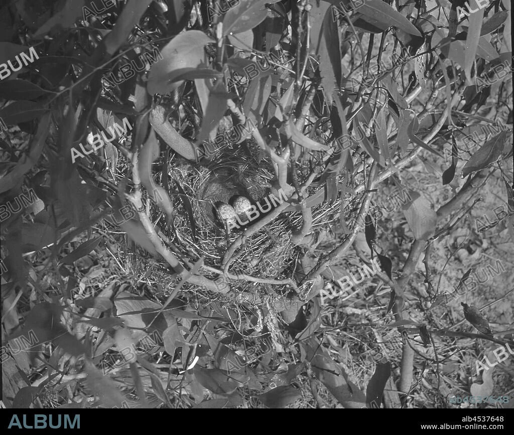 Lantern Slide - Mynah Bird Nest and Eggs, Australia, Date Unknown, Black and white image of the nest with eggs of a mynah bird, photographed by H.A. Purnell. one of many forming the A.J. Campbell Collection held by Museum Victoria.