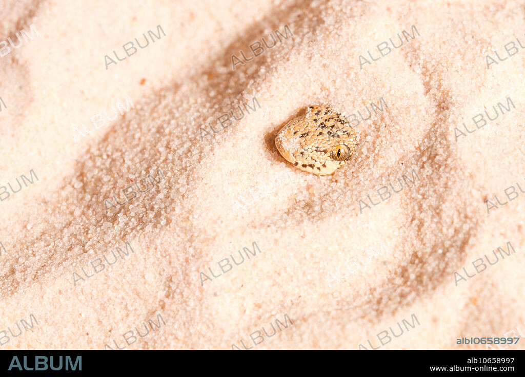 Kenyan Sand Boa (Eryx colubrinus) buried in sand. Captive.