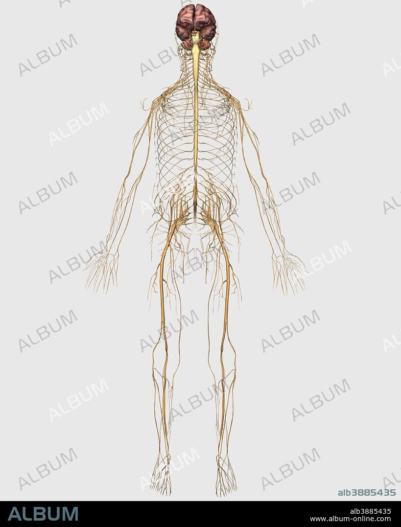 Medical illustration of peripheral nervous system with brain.