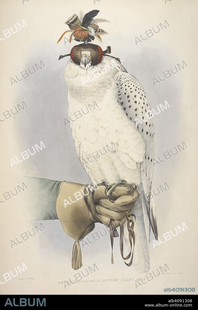 HERMAN SCHLEGEL and JOSEF WOLF. Le GroÃ«nlandais, Faucon Blanc MuÃ©. Hooded White Greenlander falcon or gyrfalcon. TraiteÌ de Fauconnerie. Leiden ; DuÌˆsseldorf, 1844-53. Source: Cup.652.c.9, plate 5.