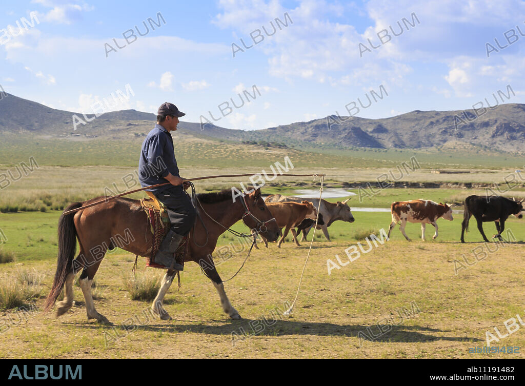 Mounted nomad herds cows in summer, holding uurga, Khogno Khan Uul Nature Reserve, Gurvanbulag, Bulgan province, Northern Mongolia, Central Asia, Asia.
