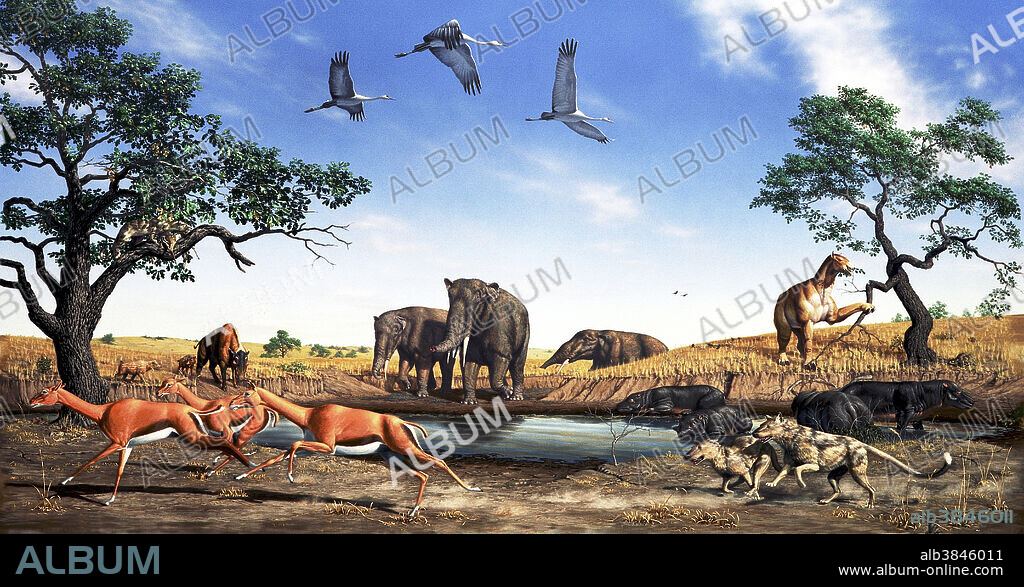 Prehistoric mammals, Miocene-Oligocene periods. This fauna is based on fossils found at Agate Fossil Beds National Monument, western Nebraska, USA, dating to 15-30 million years ago (the Miocene and Oligocene periods). At that time the area was hot tropical grassland. Antelope-like camels, Stenomylus, are being chased by two bear dogs, Daphaenodon. The large chalicothere, Moropus, is browsing on the tree at right. The shovel-tusk elephants, Gomphotherium (centre), a 'terrible pig', Dinohyus (centre left), and some pig-like oreodonts, Promerycochoerus (centre right) are in and around the waterhole. In the tree at left, a saber-tooth cat, Hoplophoneus, feasts on its prey. Cranes, Grus, fly overhead.