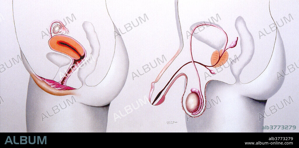 An illustration of Male and Female reproductive organs shown side by side.