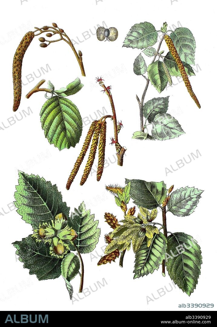 Common alder, Alnus glutinosa (top left), silver birch, Betula pendula Syn.: B. alba, B. verrucosa (top right), common hazel, Corylus avellana (bottem left und center), common hornbeam, Carpinus betulus (bottem right).