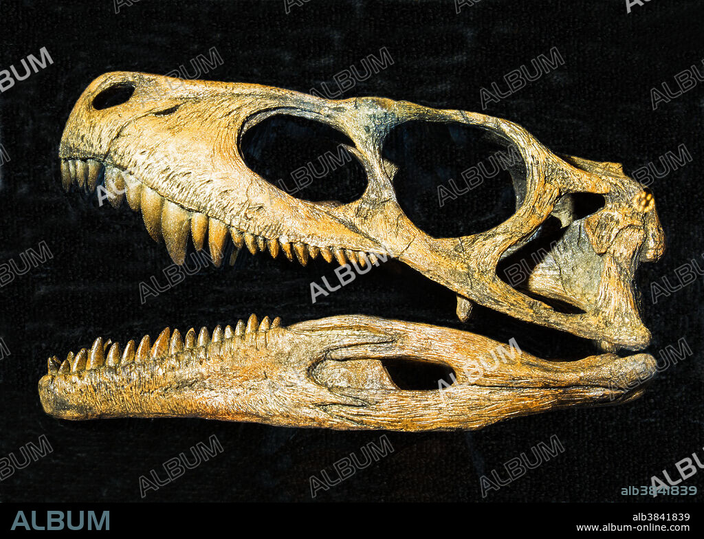 Herrerasaurus Ischigualastensis. Private Collection.
