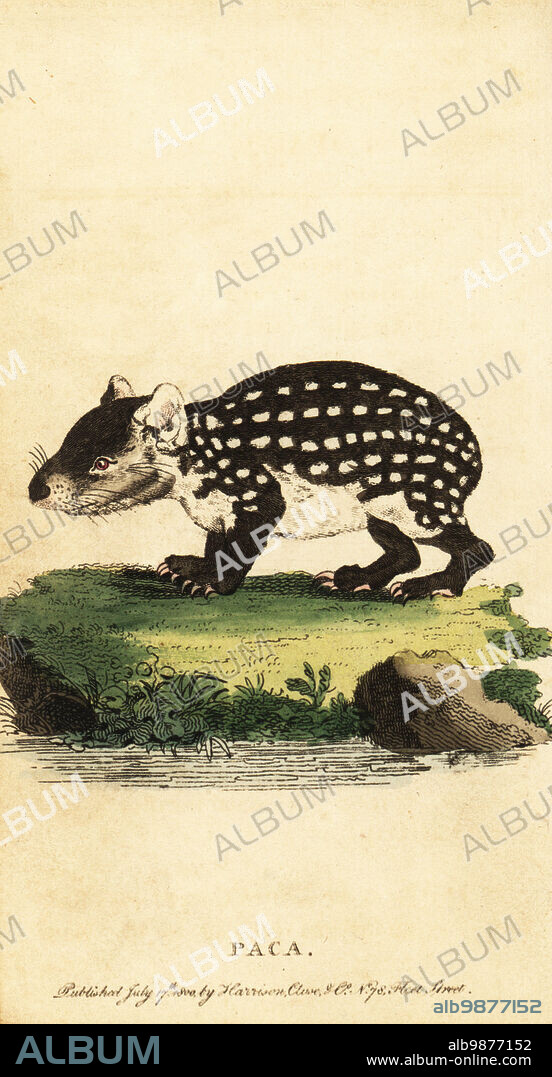 Lowland paca or spotted paca, Cuniculus paca. Paca or spotted cavy, Mus paca, Cavia paca. Handcolored copperplate engraving after an illustration by from The Naturalists Pocket Magazine, Harrison, Fleet Street, London, 1800.