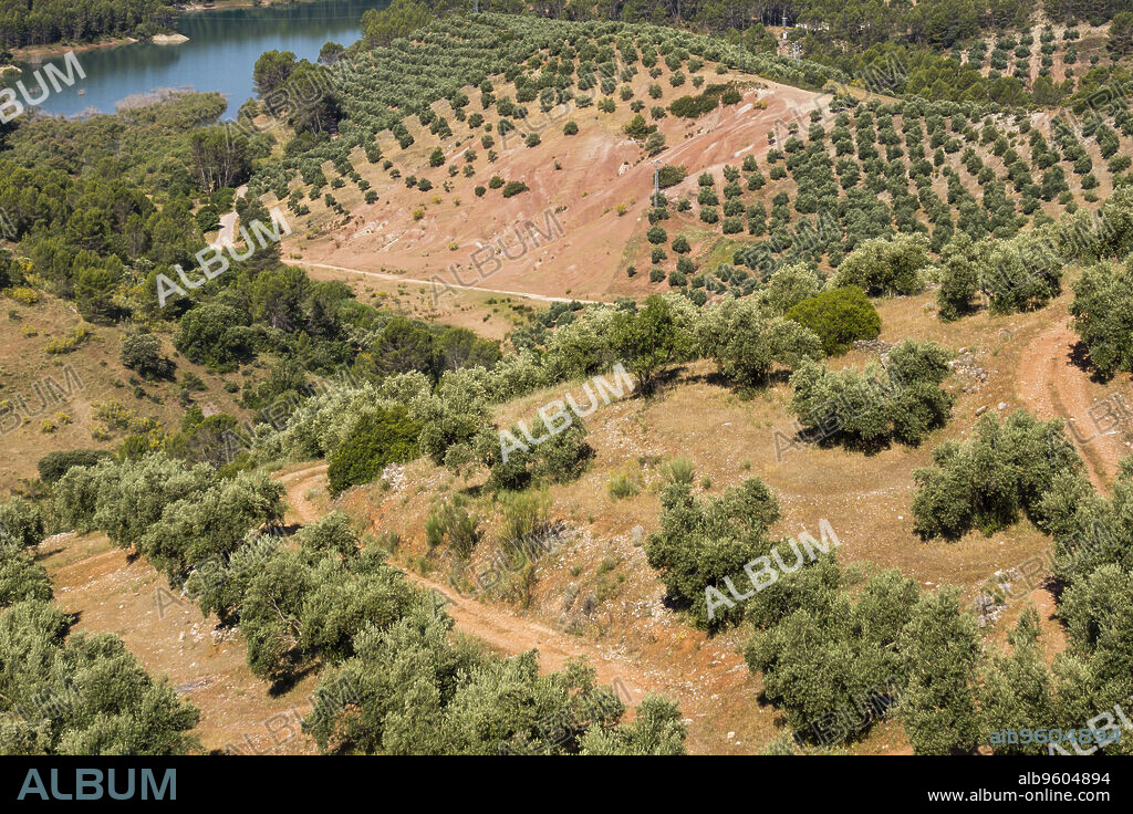 olive trees, Hornos, natural park sierras de Cazorla, Segura y Las Villas, Jaen, Andalucia, Spain.